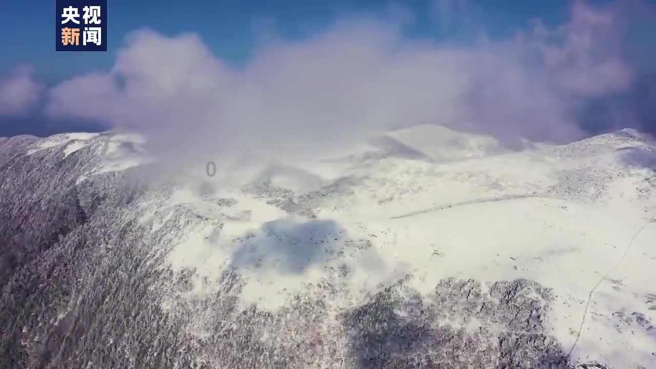 茶杯头