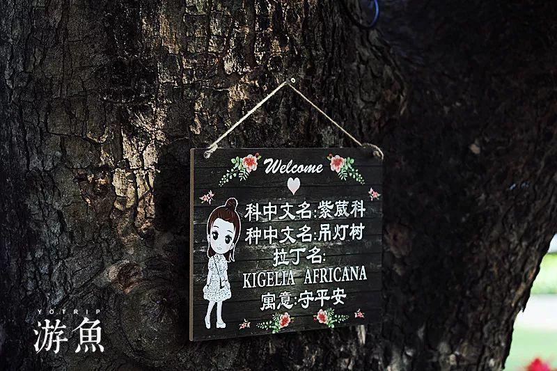 失踪的书籍