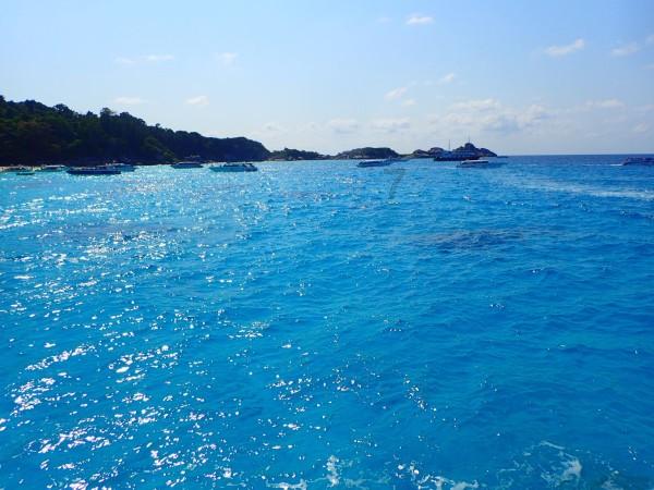 除虫大师
